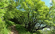 32 In decisa salita per rado bosco ceduo